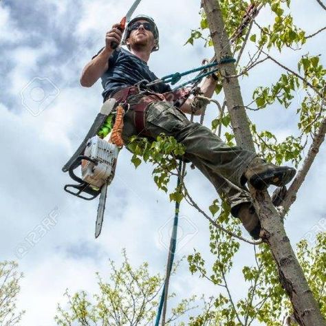 tree surgeon surrey